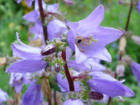 Csalánlevelű harangvirág, Campanula trachelium, ehető virág